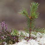 Pine seedling