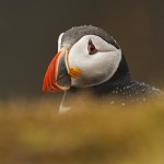 Puffin
