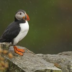 Puffin