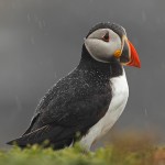 Puffin portrait