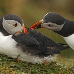 Puffins