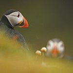 Puffins
