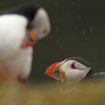 Puffins