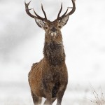 Red Deer Stag in heavy snow fall, in the Monadhliath
