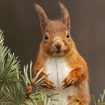 Red Squirrel (Sciurus vulgaris)