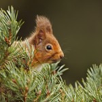 Red Squirrel (Sciurus vulgaris)