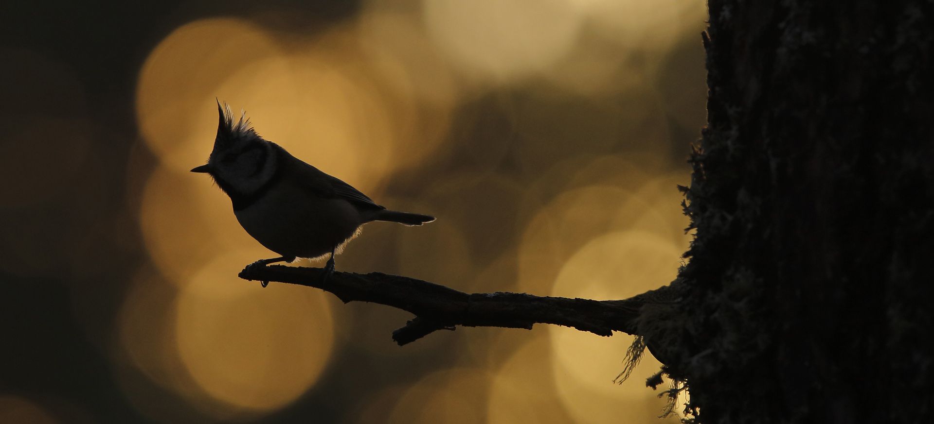 Backlit crested tit with bokeh