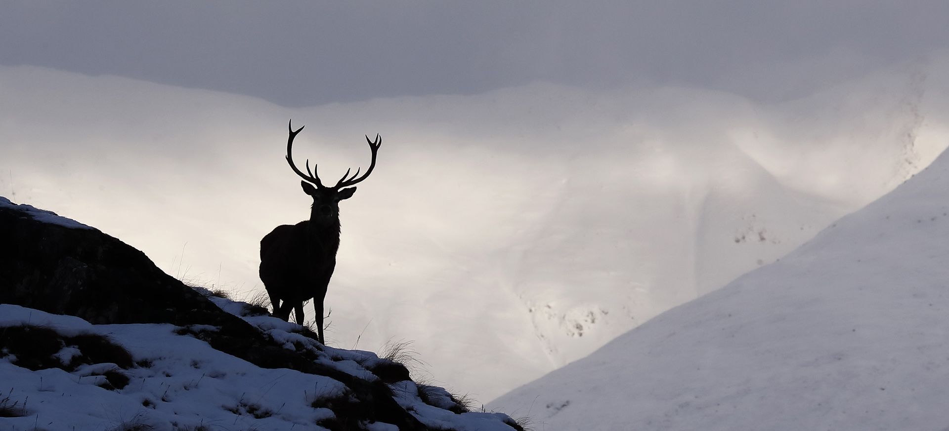 Red deer stag in winter mountains