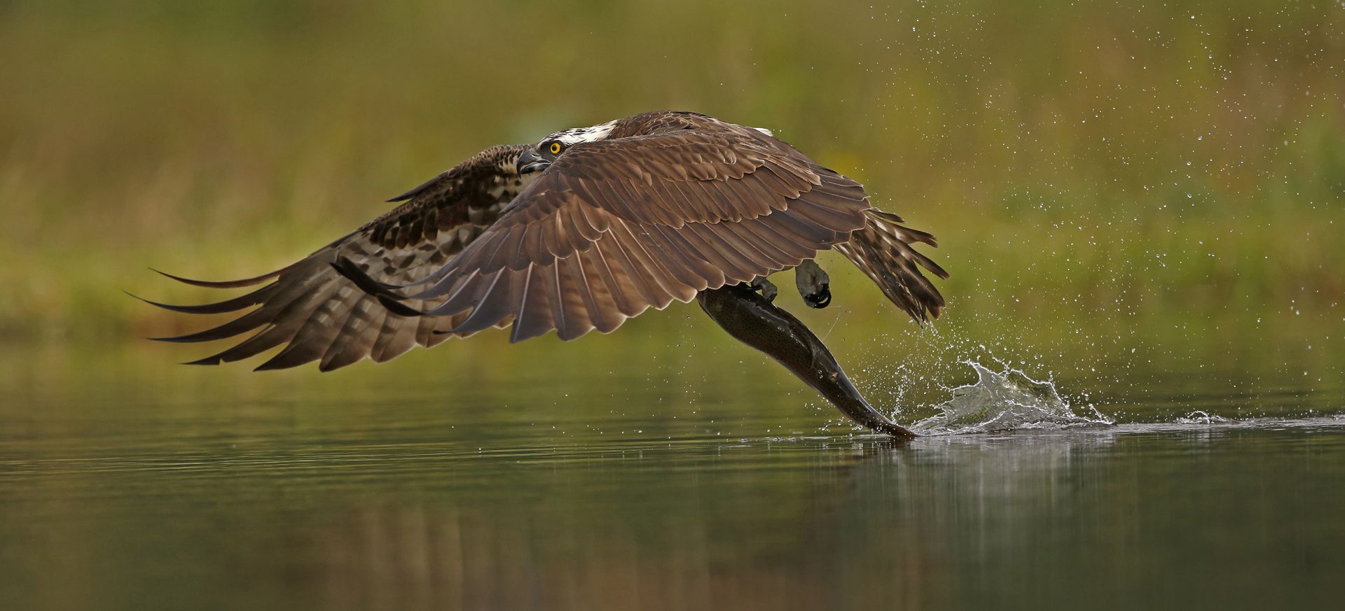 Osprey fishing